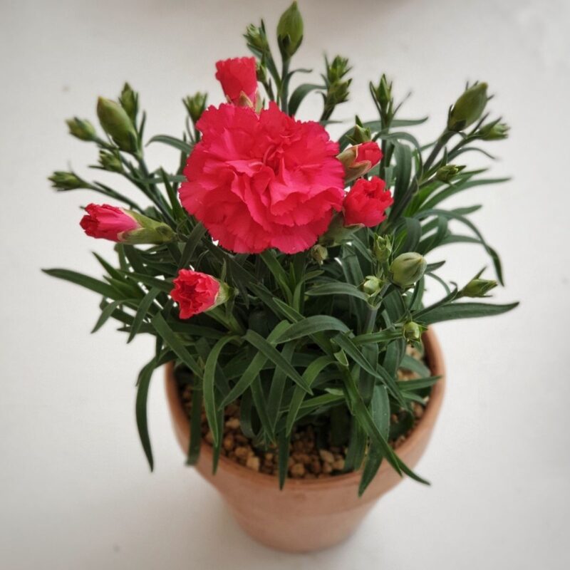 Carnation In Red