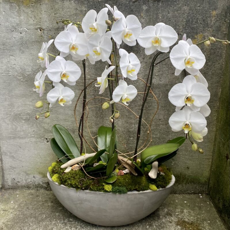 Pots of Phalaenopsis Orchids