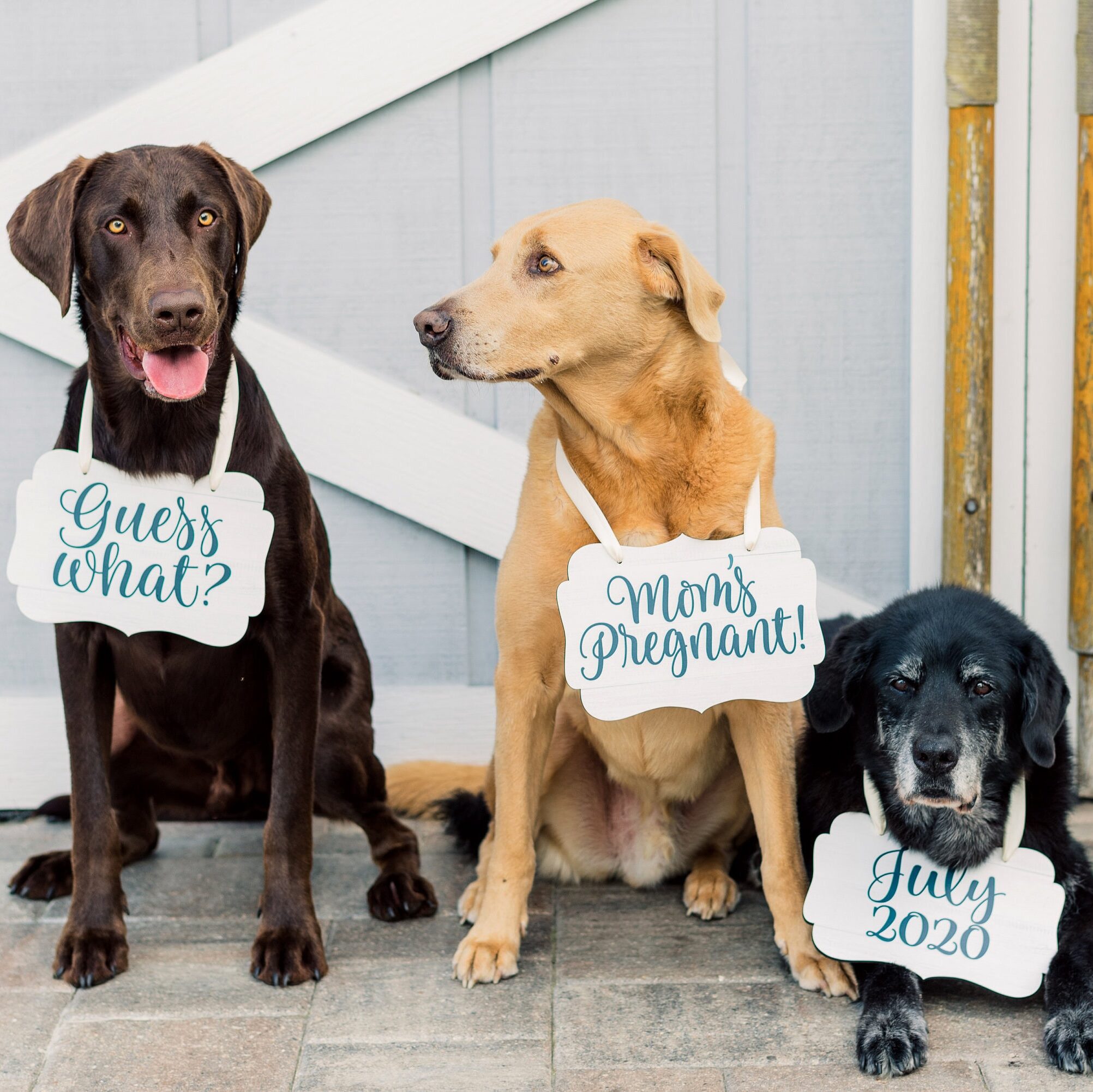 Pregnancy Announcement With Dogs